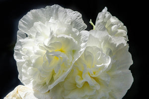 Majorette Hollyhock Seeds - Mixed Colors, Dwarf Double