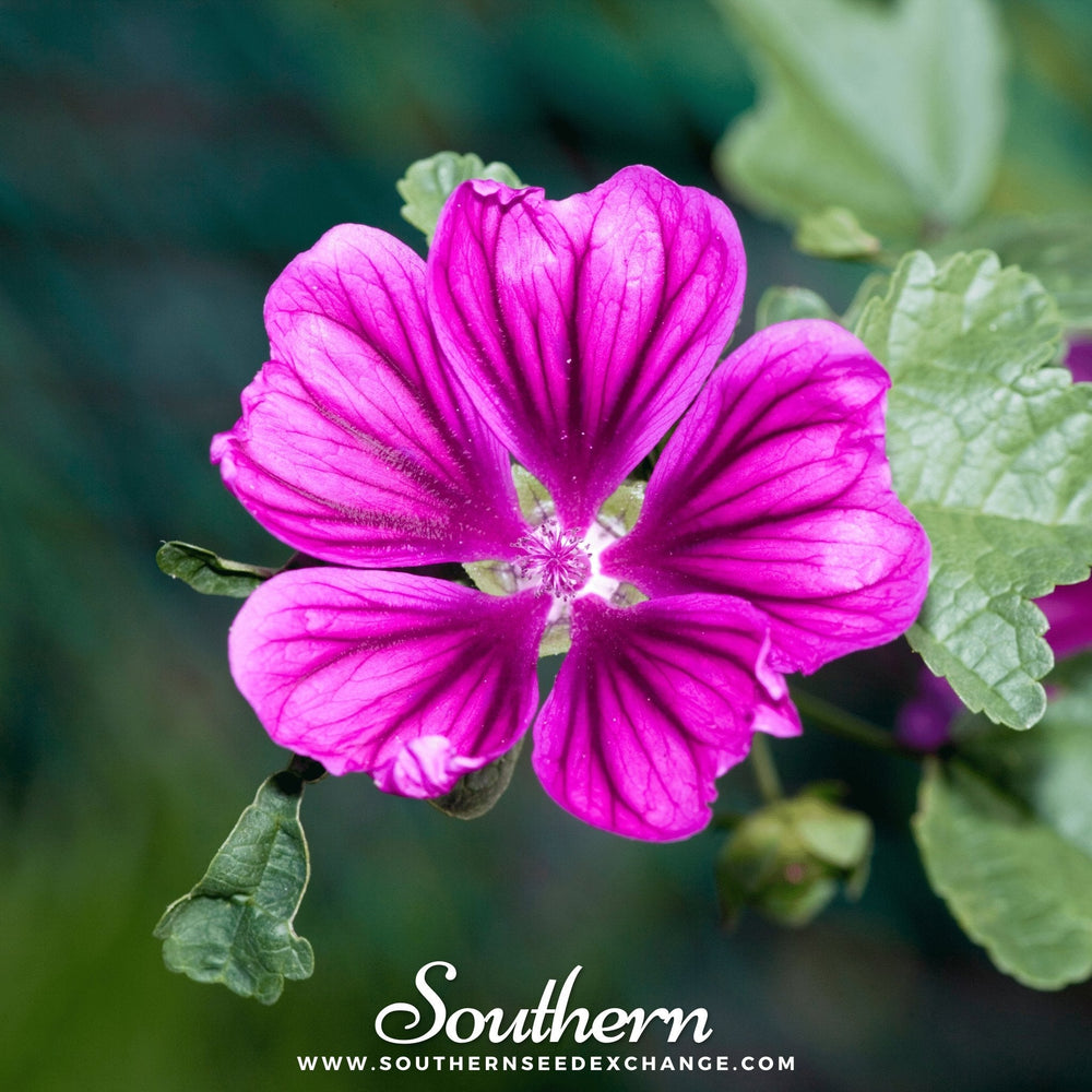 French Hollyhock Seeds