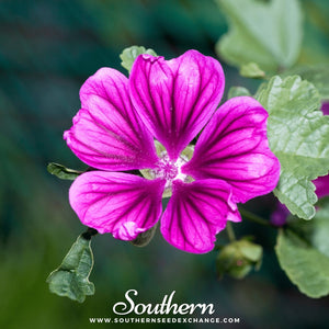 French Hollyhock Seeds