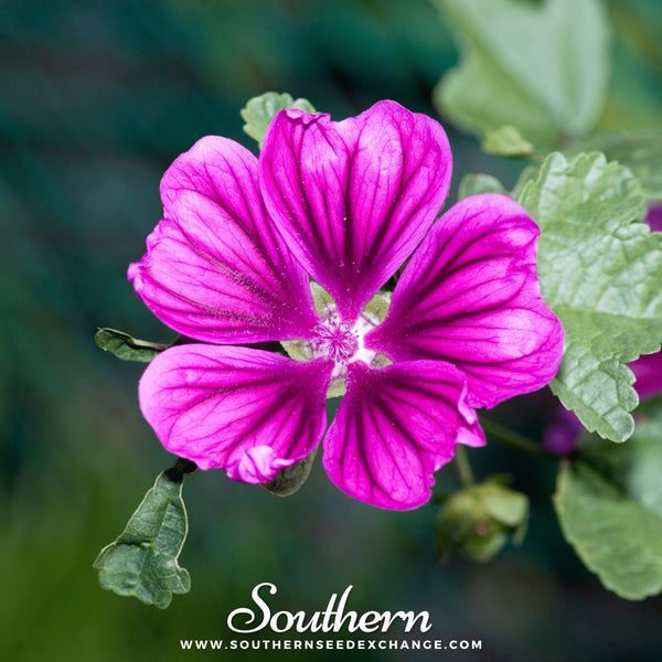 French Hollyhock Seeds