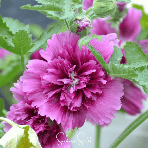 Queeny Purple Hollyhock Seeds