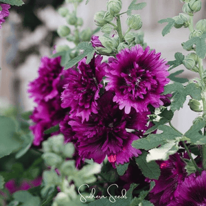 Queeny Purple Hollyhock Seeds