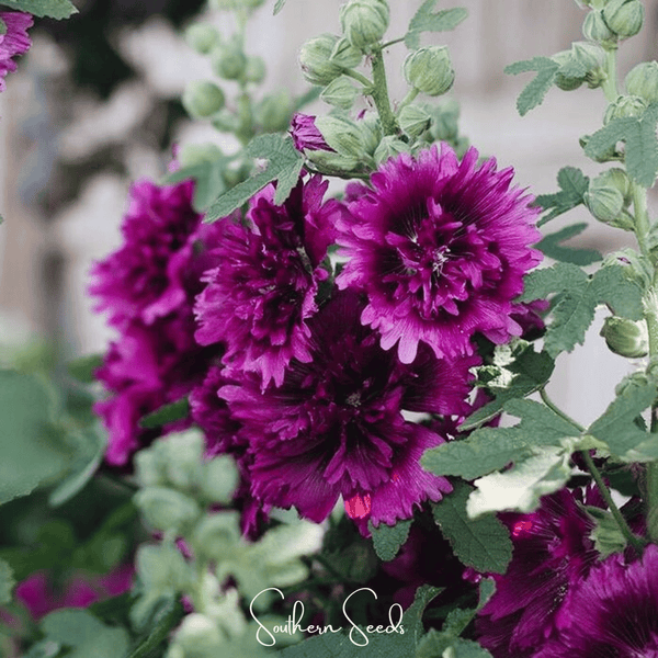Queeny Purple Hollyhock Seeds