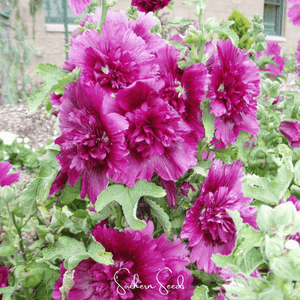 Queeny Purple Hollyhock Seeds