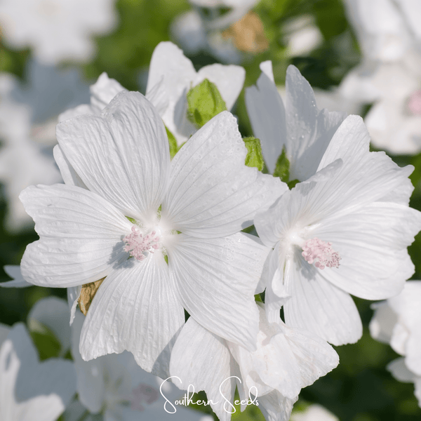 White Hollyhock Seeds