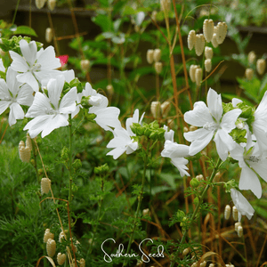 White Hollyhock Seeds