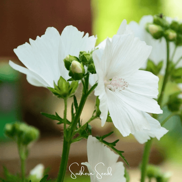 White Hollyhock Seeds