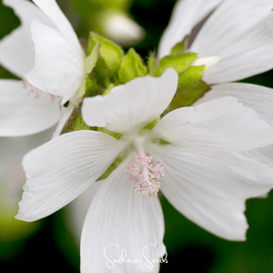 White Hollyhock Seeds