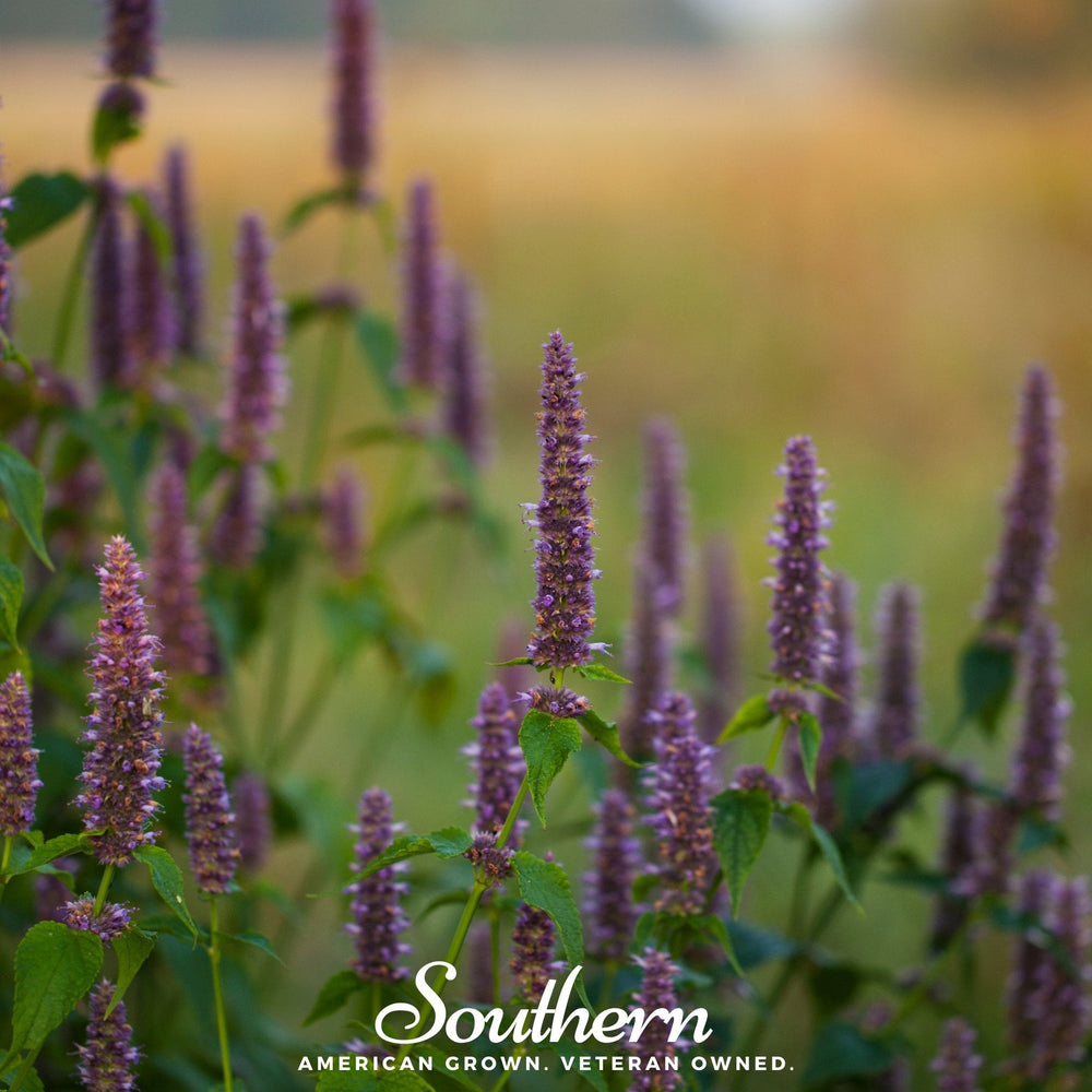 Anise Hyssop Seeds