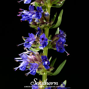 Blue Hyssop Seeds