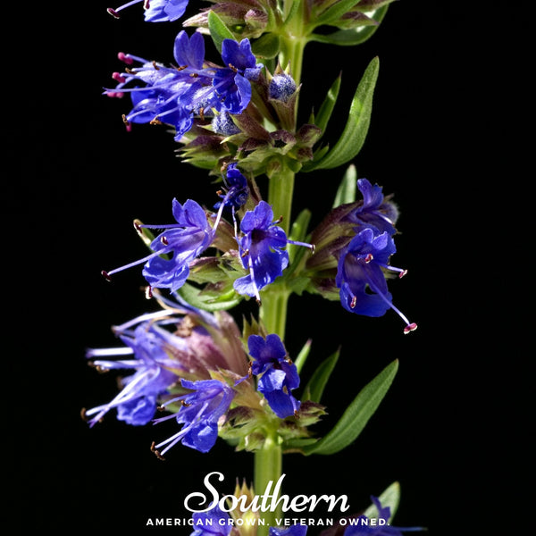 Blue Hyssop Seeds