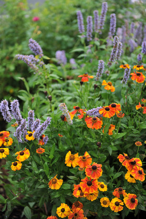 Blue Giant Anise Hyssop Seeds