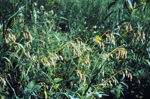Prairie Brome Seeds