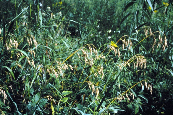 Prairie Brome Seeds