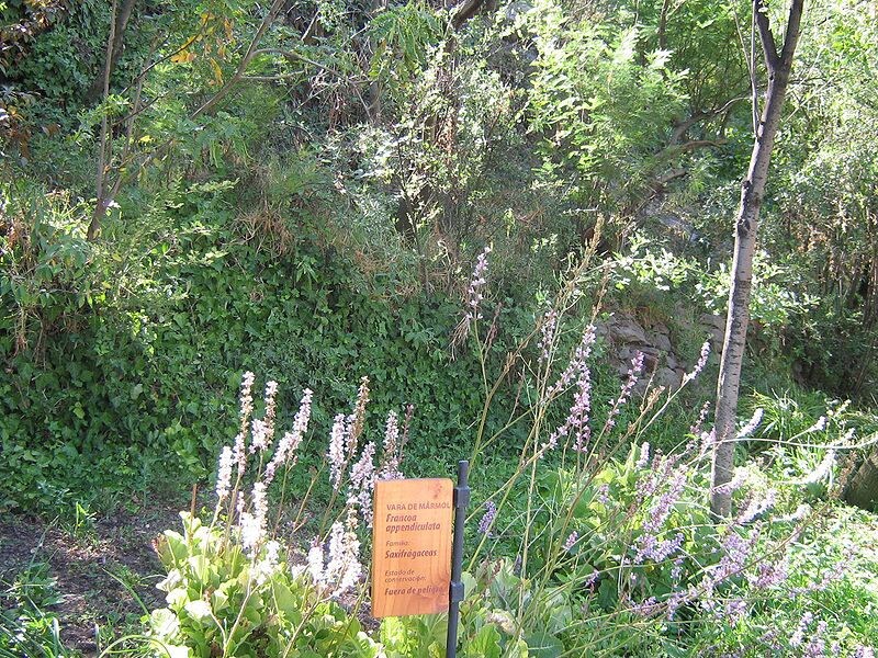 White and Pink Bridal Wreath Seeds