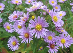 Heart-Leaved Aster Seeds