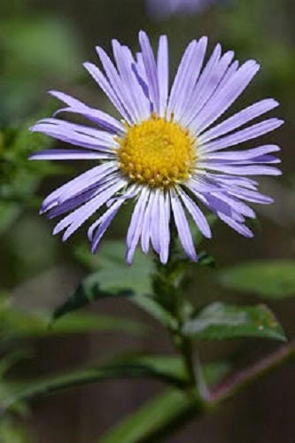 Heart-Leaved Aster Seeds