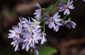 Heart-Leaved Aster Seeds