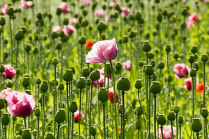 Pink and White Poppy Seeds