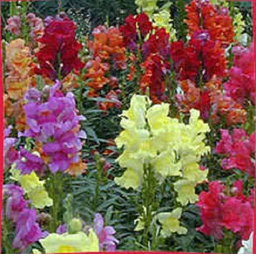 Moroccan Toadflax Seeds