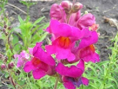 Moroccan Toadflax Seeds