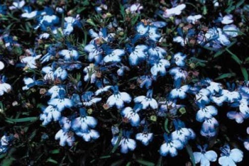 Blue Splash Lobelia Regatta Seeds