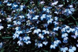Blue Splash Lobelia Regatta Seeds