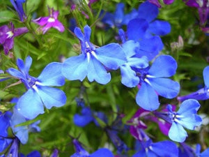 Blue Splash Lobelia Regatta Seeds