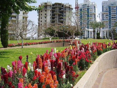 Snapdragon Corona Seeds