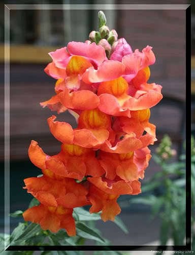 Snapdragon Corona Seeds