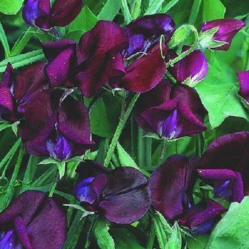Black Knight Sweet Pea Seeds