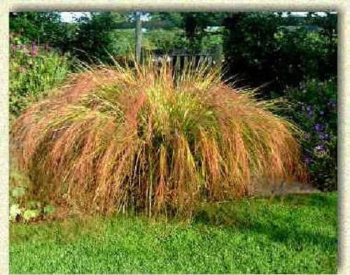 Pheasant Tails Grass Seeds