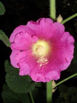 Country Romance Hollyhock Seeds