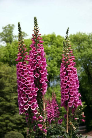 Foxglove Excelsior Mix Seeds