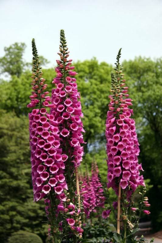 Foxglove Excelsior Mix Seeds