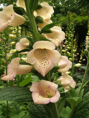 Foxglove Excelsior Mix Seeds