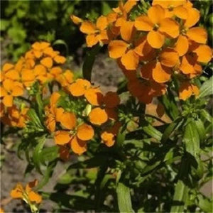 English Wallflower Seeds