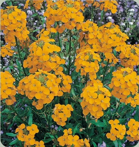 English Wallflower Seeds