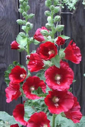 Maroon Hollyhock Seeds