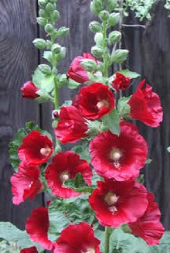 Maroon Hollyhock Seeds