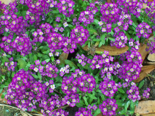Easter Bonnet Alyssum Seeds