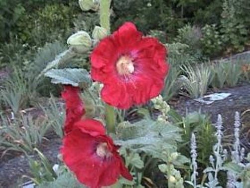 Dark Red Hollyhock Seeds