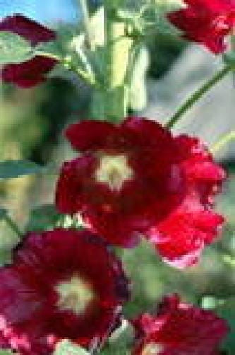 Dark Red Hollyhock Seeds