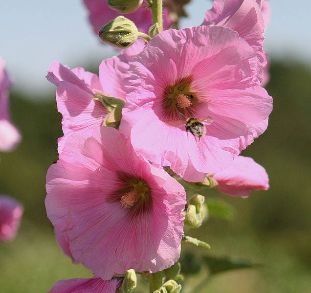 Pale Pink Hollyhock Seeds
