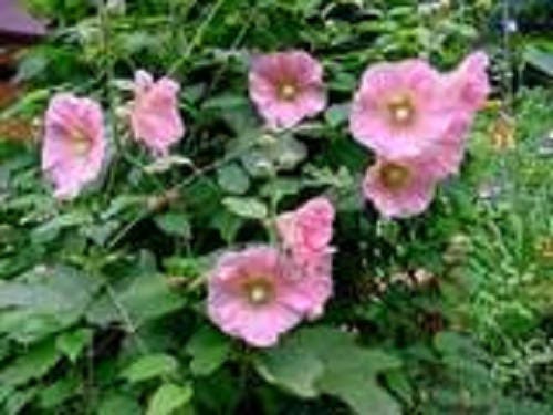 Pale Pink Hollyhock Seeds
