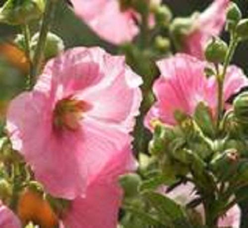 Pale Pink Hollyhock Seeds