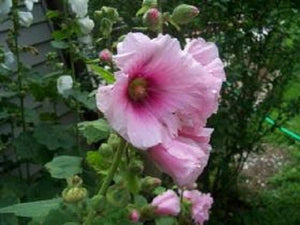 Pale Pink Hollyhock Seeds