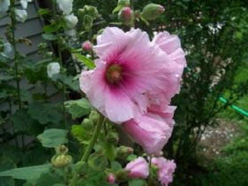 Pale Pink Hollyhock Seeds