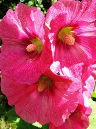 Bright Pink Hollyhock Seeds