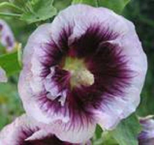 Lavender and Purple Hollyhock Seeds